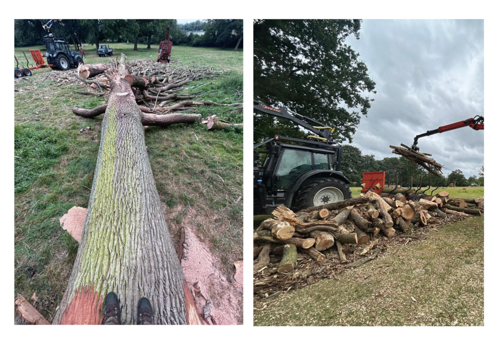 Harbour Tree Care arborist carrying out safe and professional tree felling in Leicestershire garden