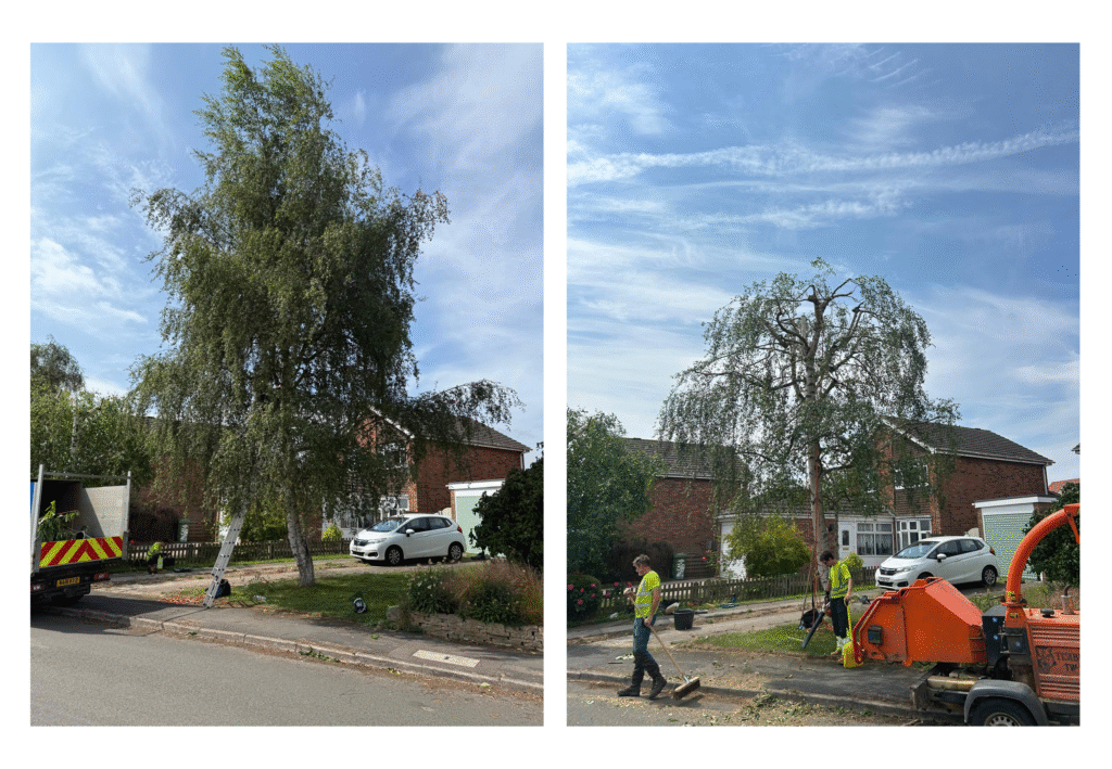 Before and after tree pruning results by Harbour Tree Care arborists in Leicestershire, showing healthier, safer and well-shaped trees