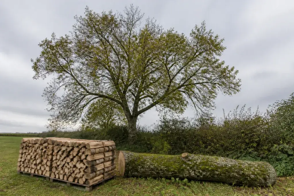 Split ash logs stacked beside a felled, lichen-covered trunk at a field edge, ash dieback firewood