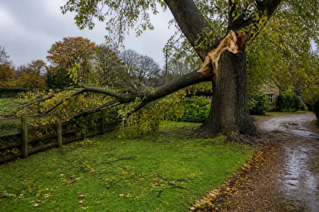 A storm damaged tree in a wet garden, with a split limb resting on a wooden fence and debris across the lawn